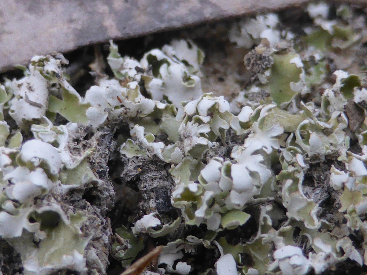 Resurrection Cladonia