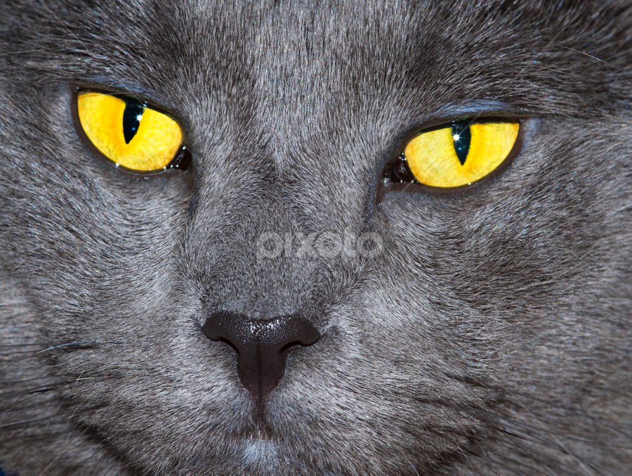 Russian Hairy Nudists - Grey cat with golden Eyes | Portraits | Animals - Cats | Pixoto