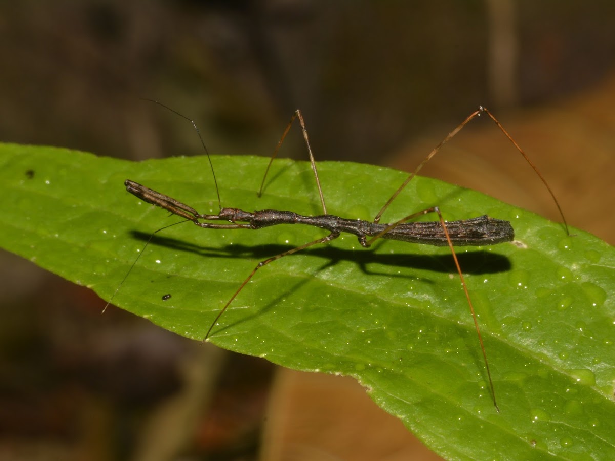 Thread-Legged Bug