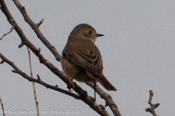 Redstart; Colirrojo Real