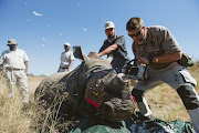 White rhinos in Spioenkop Nature Reserve in KwaZulu-Natal were dehorned in the fight to save the species from increasing poaching threats.