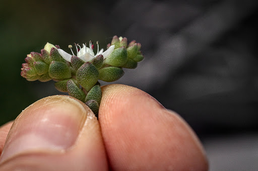 Sedum anglicum