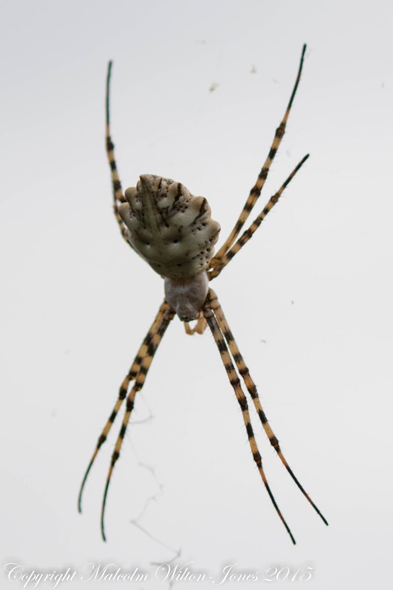 Lobed Argiope