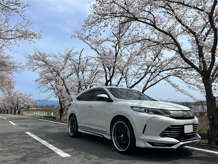 ハリアーの桜とコラボ・春ですね・ドライブに関するカスタム事例の投稿画像1枚目