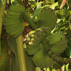 Praying Hands Banana Plant