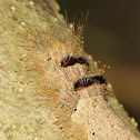 Lappet Moth Caterpillar