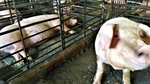 中國爆非洲豬瘟！高市養豬業嚴加防範