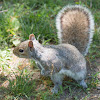 Eastern Grey Squirrel