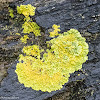 Lichen