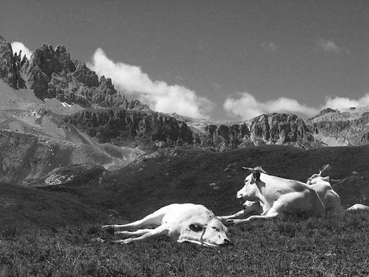 Pascolo in relax di esmeralda68