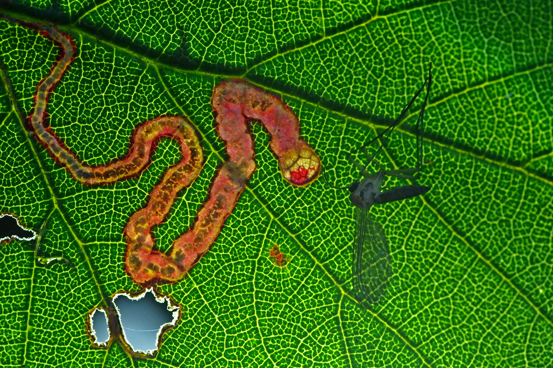 red snake di fabio_sartori