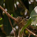 Indian palm squirrel