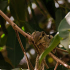 Indian palm squirrel