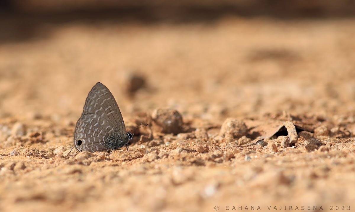 Large four lineblue