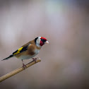 European goldfinch