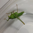 Unknown Spotting ( A Female Katydid )