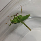 Unknown Spotting ( A Female Katydid )