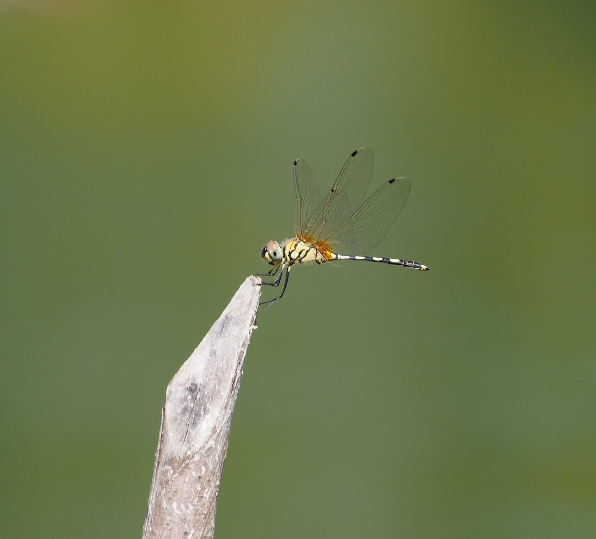 Long-Legged Marsh Glider