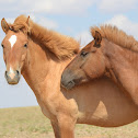 Mongolian Horse