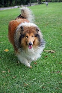 Download Dog Training APK for Android