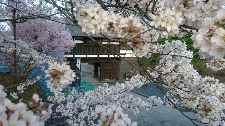 フィットの桜満開です。・夜勤明け至福の一時に関するカスタム事例の投稿画像5枚目