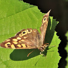 Speckled Wood