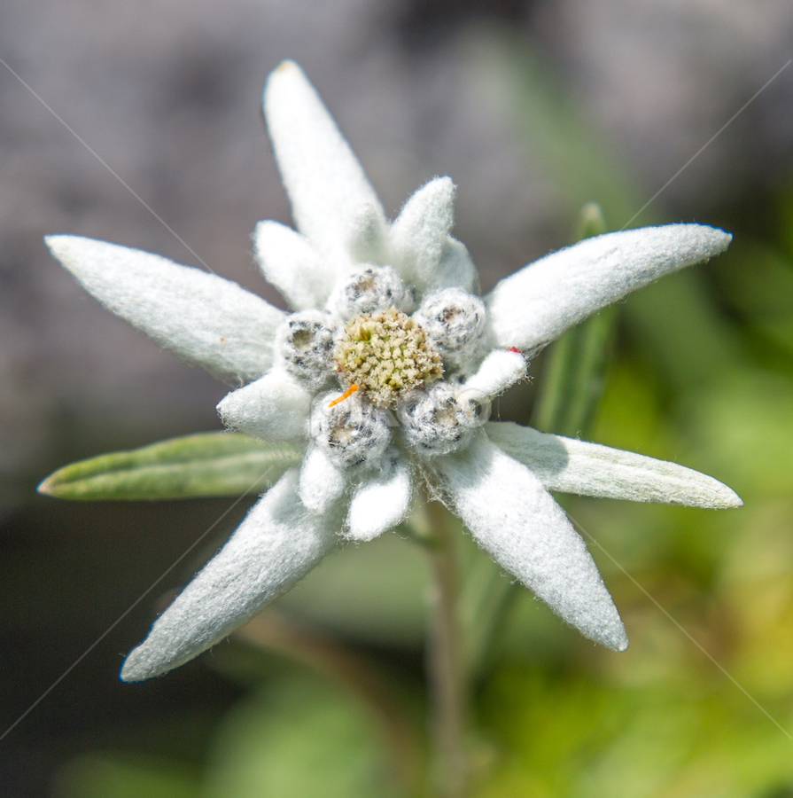 Edelweiss (Leontopodium nivale) by Waldemar Dorhoi - Flowers Flowers in the Wild