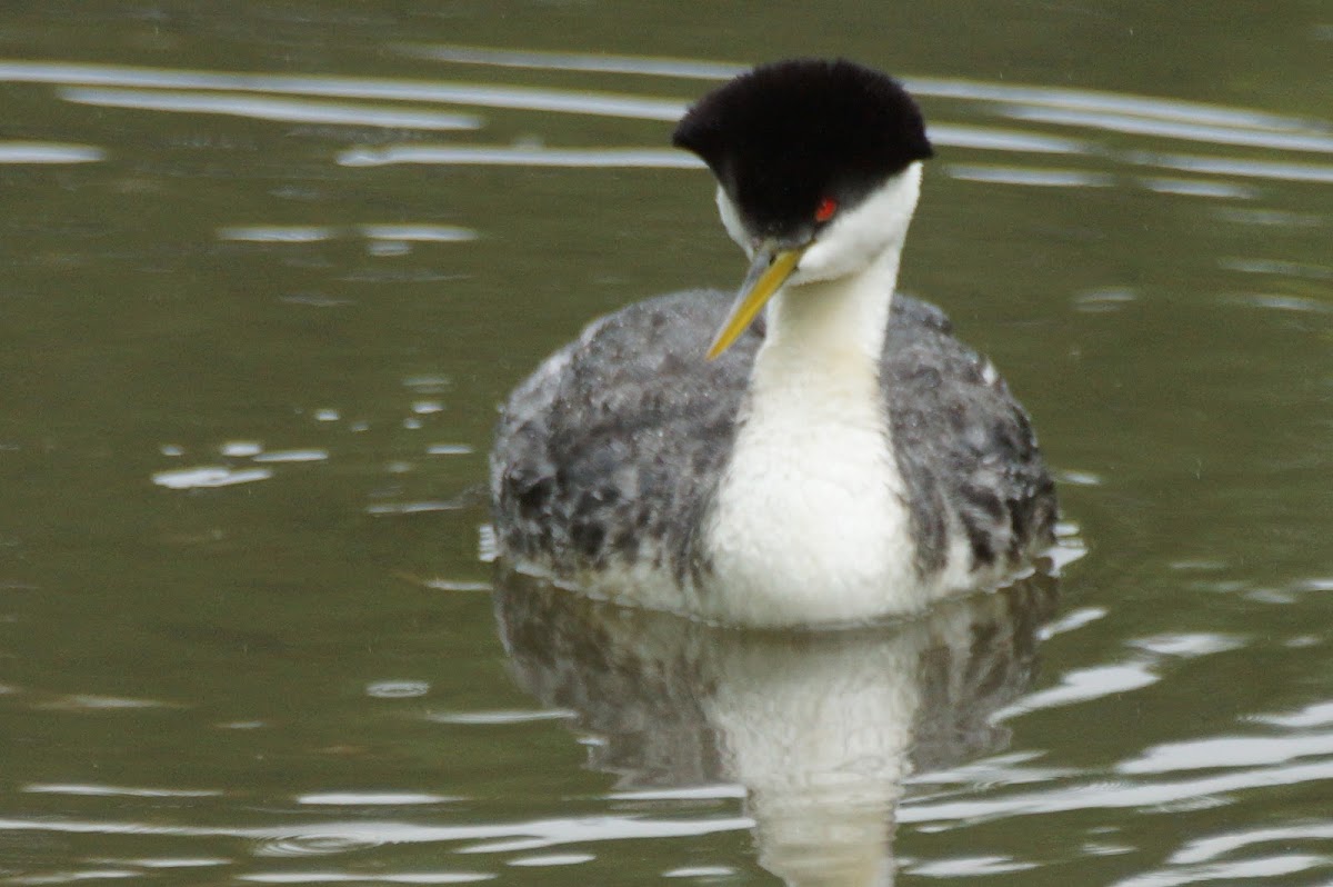 Western Grebe