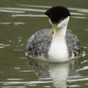 Western Grebe