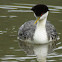 Western Grebe