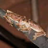 Northern Laughing Tree Frog (male and female)