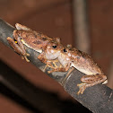 Northern Laughing Tree Frog (male and female)