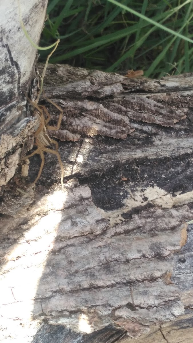 Rabid Wolf Spider