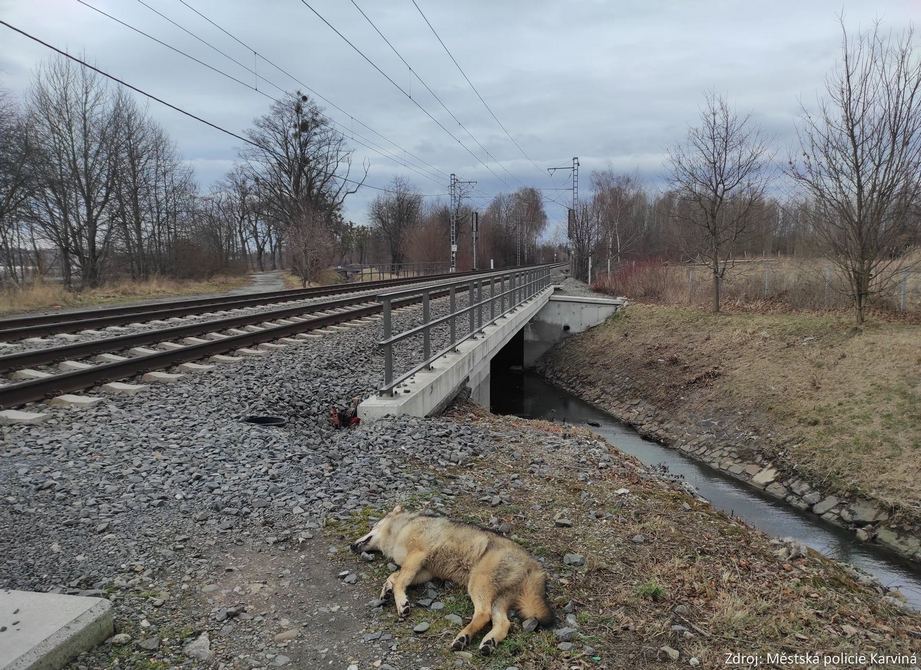 Mladá vlčice nalezená na okraji Karviné; zdroj: Městská policie Karviná