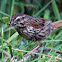 Song Sparrow