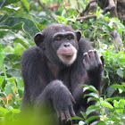 West African Chimpanzee