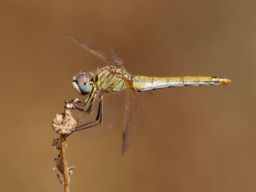 Libélula (Red-veined darter)