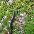 Eastern Giant Millipede