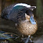 Hottentot Teal