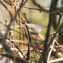 Blue-gray Gnatcatcher