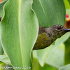 Brown-throated Sunbird