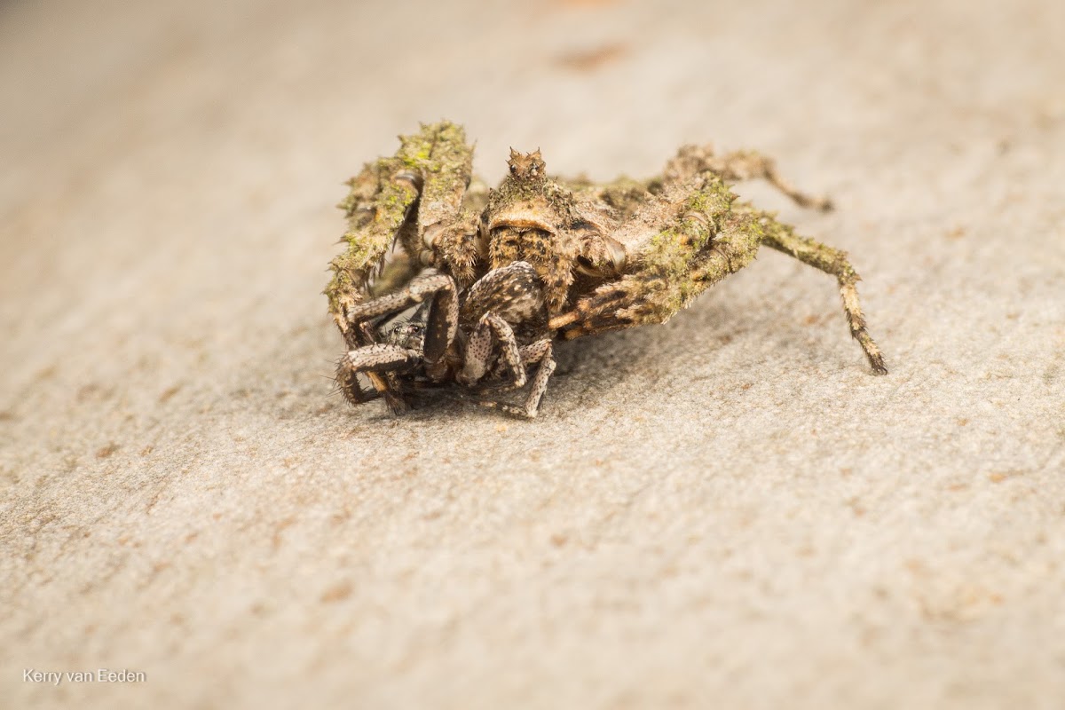 Crab Spider