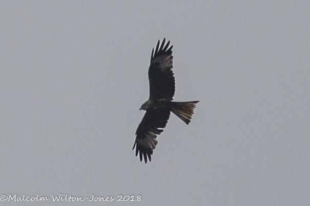 Red Kite