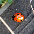 Seven-spot ladybird