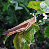 White-banded Grasshopper