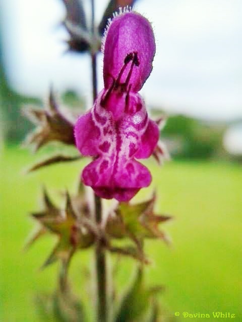 Hedge woundwort