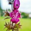 Hedge woundwort