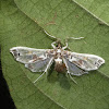 Crambid Snout moth