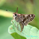 Pompeius Skipper