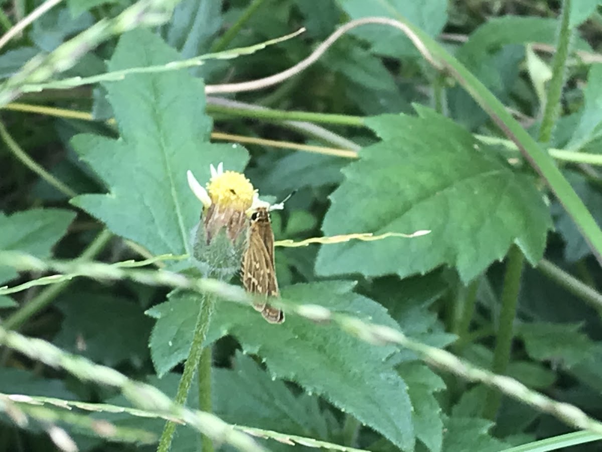 Common grass dart